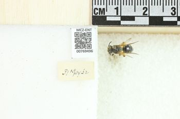 Media type: image;   Entomology 769496 Aspect: Labels